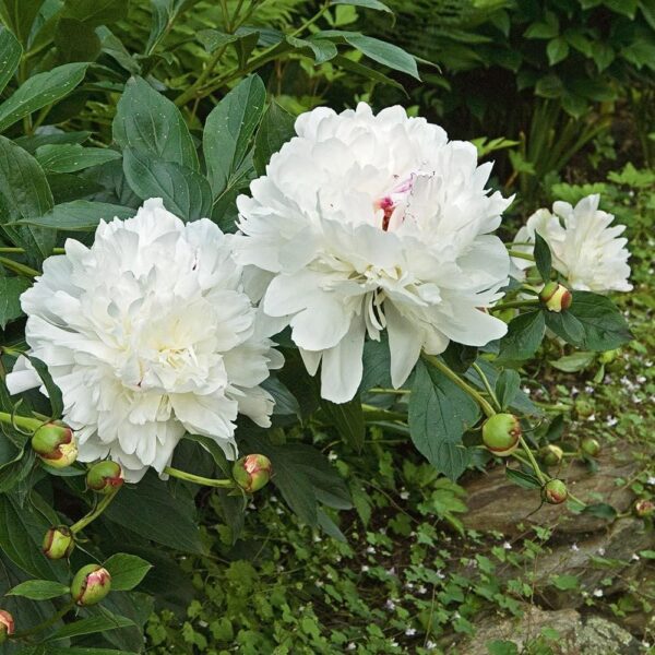 Votaniki Peony Festiva Maxima Roots - Fragrant, Large & Double Blooms, Peony Roots for Planting | Paeonia lactiflora ‘Festiva Maxima’ (Peony) - Spring & Summer Flowers, Easy to Grow