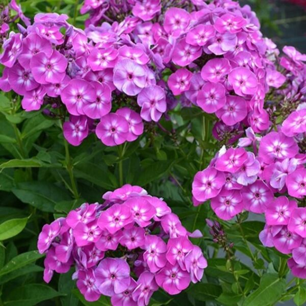 Votaniki Phlox Laura Bare Root - Perennial Phlox Paniculata ‘Laura’ (Garden Phlox) | Star Shaped Flowers, Summer Flowering Phlox - Easy to Grow