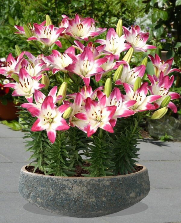 Votaniki Lollypop Asiatic Lily Bulbs - Perennial, Long Lasting Blooms, Lilium Asiatic 'Lollypop' | Summer Flowering Bulbs, Easy to Grow