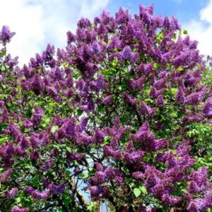 Votaniki Common Lilac 1-2 Ft Plant - Perennial, Fragrant Blooms, Lilac Live Plant - Fast Growing - Low Maintenance and Easy to Grow