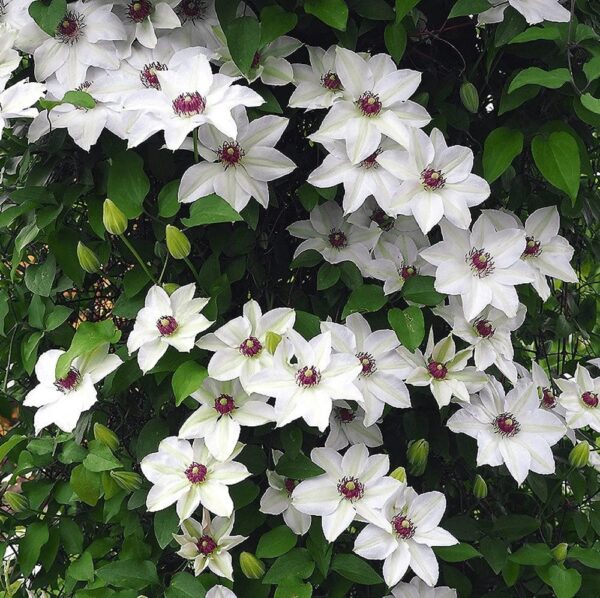 Votaniki Miss Bateman Clematis Root Start - Live Plant, Long Lasting Blooms, Perennial Clematis Flowering Plant for Graden - Fast Growing, Low Maintenance, and Care