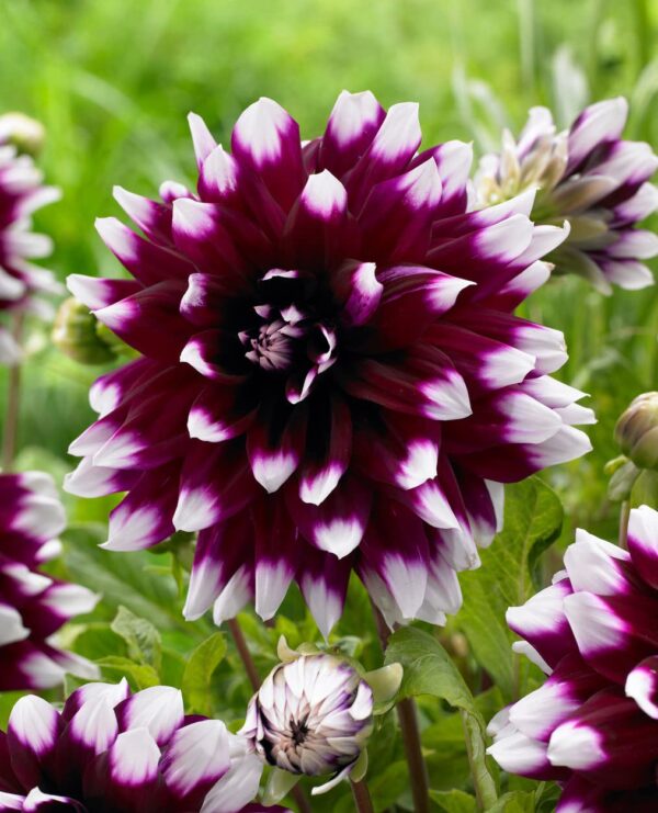 Votaniki Mystery Day Dahlia Bulbs - Dinnerplate Dahlia Bulbs for Planting | Eye-catching Flower, Perennial Dahlia, Large Blooms