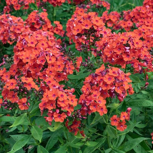 Votaniki Orange Perfection Phlox Roots - Stunning Blooms and Sweet Fragrance, Attracts Pollinators | Phlox Roots for Planting - Hardy and Versatile Perennial Plant!