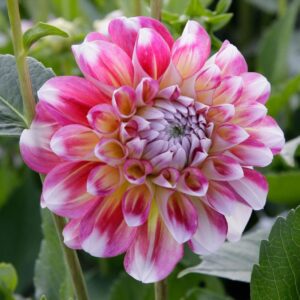 Votaniki Hawaii Dahlia Decorative Flower Bulbs - Dahlia Perennial Flower Bulbs | Gardening Flowering Bulbs