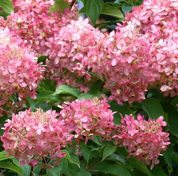 Votaniki Peegee Pink Hydrangea 1-2 Ft Plant- Perennial Flower, Peegee Pink Panicule | Beautiful & Low Maintenance Shrub with Pink Blooms