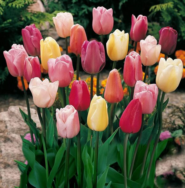 Mixed Triumph Tulip Value Bag (50 Bulbs)