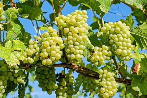 Votaniki Lakemont Seedless Grape Bare Root - Perennial, Long-Lived, Sweet and Juicy Grapes Bare Roots for Planting I Easy to Grow Grapes Plant, 1-2 Year Old