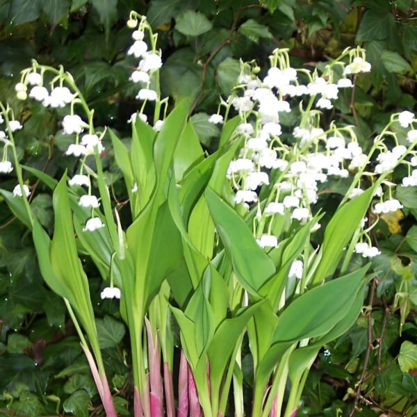 Votaniki Improved White Lily of The Valley - Fragrant Blooms, Lily of The Valley (Convallaria majalis 'Bordeaux') Bare Root for Planting | Perennial Spring Flower - Easy to Grow