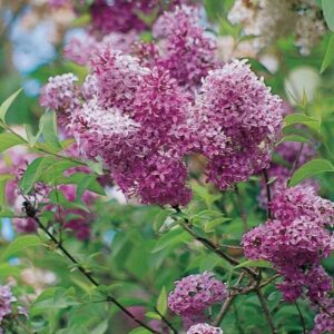 Votaniki Persian Lilac Quart Pot - Sweet Fragrance Perennial Syringa Persica Flower, Persian Lilac Live Plant | Persian Lilac Shrub - Beautiful Bloom