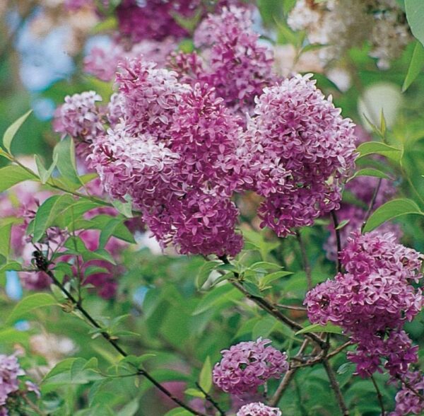 Votaniki Persian Lilac Quart Pot - Sweet Fragrance Perennial Syringa Persica Flower, Persian Lilac Live Plant | Persian Lilac Shrub - Beautiful Bloom