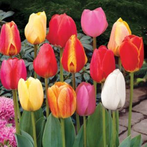 Perennial Tulip Mix - 20 Large Flowering Fall Bulbs for Planting, Multiple Colors