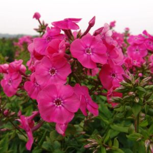 Votaniki Pink Attraction Phlox Bare Root - Perennial, Versatile, and Suitable for Various Planting - Beautiful Pink Blooms for Any Garden - Long Blooming Season