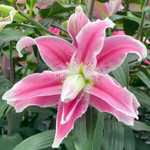 Votaniki Double Lily Sweet Rosy - Perennial & Fragrant Flowers, Oriental Lily (Lily Sweet Rosy) Bulbs for Planting | Summer Flowering Bulbs - Easy to Grow