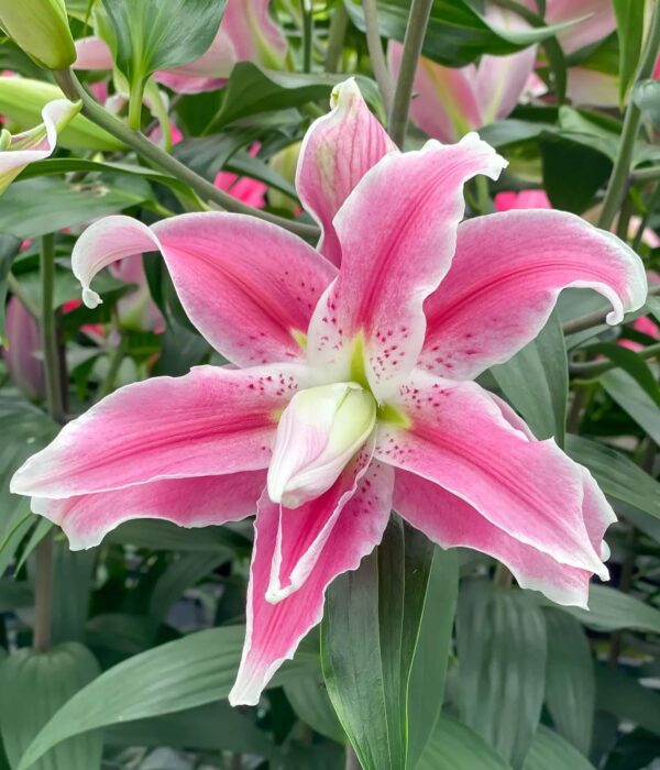 Votaniki Double Lily Sweet Rosy - Perennial & Fragrant Flowers, Oriental Lily (Lily Sweet Rosy) Bulbs for Planting | Summer Flowering Bulbs - Easy to Grow