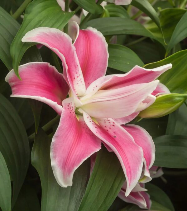 Votaniki Double Lily Sweet Rosy - Perennial & Fragrant Flowers, Oriental Lily (Lily Sweet Rosy) Bulbs for Planting | Summer Flowering Bulbs - Easy to Grow