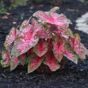 Votaniki Caladium Fancy Carolyn Whorton - Perennial Caladium Tuber for Planting, Striking Foliage | Perfect for Indoor and Outdoor - Easy to Grow Caladium