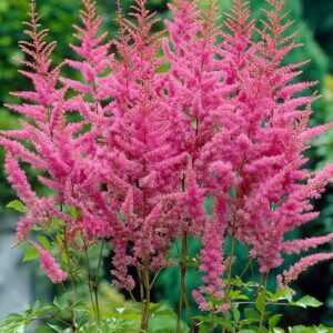 Votaniki America Astilbe Bare Root - Perennial Astilbe Plant, Long Lasting Blooms - Astilbe Bare Root for Planting | Easy to Grow, Perfect for Any Garden