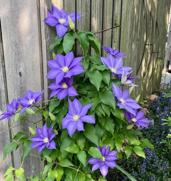 Votaniki Clematis 'H. F. Young' - Deciduous Climber, Perennial Vines | Yellow & Blue Color Flowering Clematis Plant, Live Plant Ready for Planting - Easy to Grow