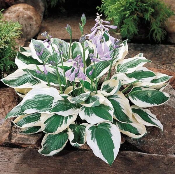 Votaniki Patriot Hosta Bare Root - Striking Foliage Display, Perennial Hosta Bare Root for Planting | Perfect for Borders, Edging, and Groundcover