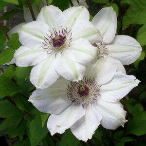 Votaniki Miss Bateman Clematis Root Start - Live Plant, Long Lasting Blooms, Perennial Clematis Flowering Plant for Graden - Fast Growing, Low Maintenance, and Care