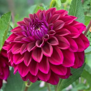 Votaniki Dahlia Decorative Diva - Perennial Dahlia 'Diva' Tubers Ready to Plant | Blooms Summer Through Fall, Large Flowering Dahlia - Easy to Grow