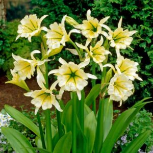 Votaniki Ismene Sulphur Queen - Fragrant Flowers, Sulphur Queen (Peruvian Daffodil) Bulbs | Large Flower, Summer Flowering Bulbs - Easy to Grow