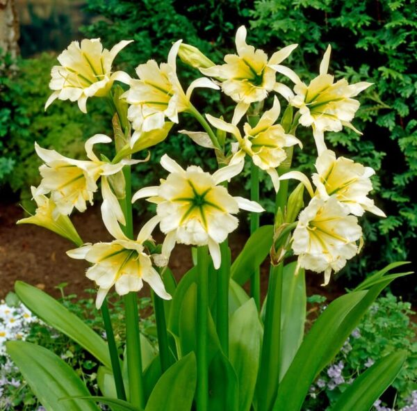 Votaniki Ismene Sulphur Queen - Fragrant Flowers, Sulphur Queen (Peruvian Daffodil) Bulbs | Large Flower, Summer Flowering Bulbs - Easy to Grow