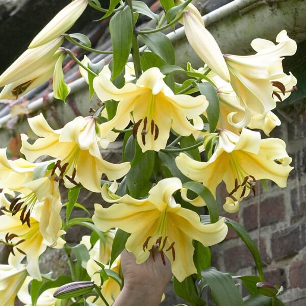 Votaniki Honeymoon Trumpet Lily Bulbs - Large and Fragrant Blooms, Long Lasting Blooms, Perennial Lily Bulbs - Perfect Addition for Any Garden