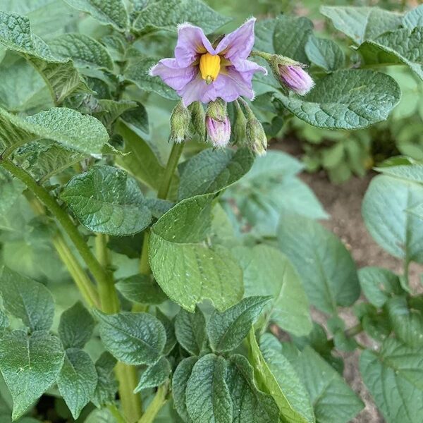 Votaniki Red Norland Potato Seed - Versatile, Early Maturing, Flavorful | High Yielding Potato Seed for Home Gardeners and Farmers