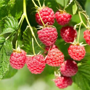 Votaniki Latham Red Raspberry Plant - Perennial Raspberry, Sweet Flavorful Berries, 1-2 Ft Plant | High Yield and Easy to Grow