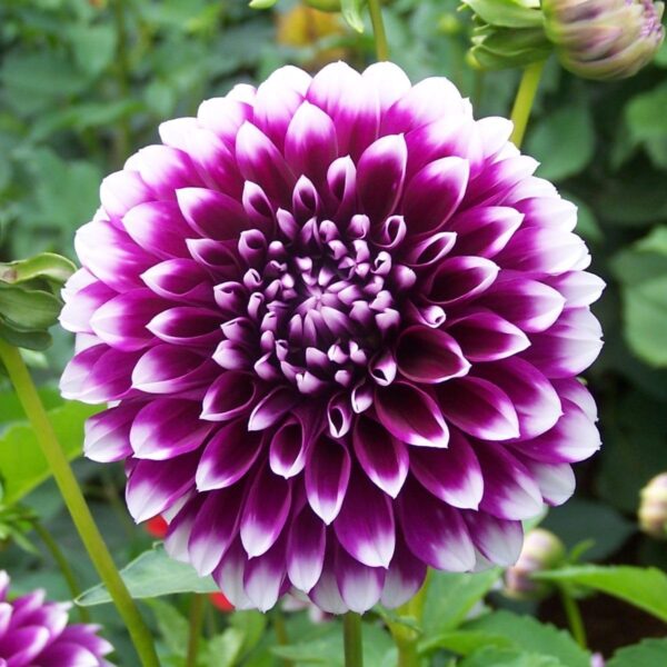 Votaniki Decorative Dahlia Edinburgh - Long Lasting Blooms, Perennial Dahlia 'Edinburgh' Tubers for Planting | Summer Flower, Dahlia Tubers - Easy to Grow