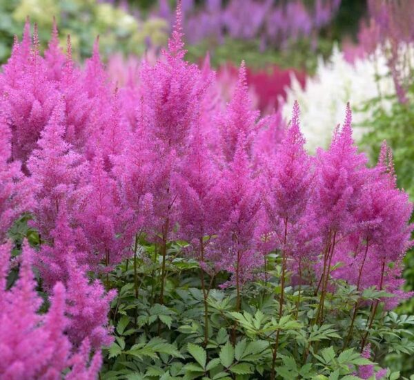 Votaniki Gloria Purpurea Astilbe Bare Root - Attract Pollinators, Perennial Flower, Low-Maintenance Beauty | Chinesis Gloria Purpurea Bare Root for Planting - Perfect Addition to Any Garden