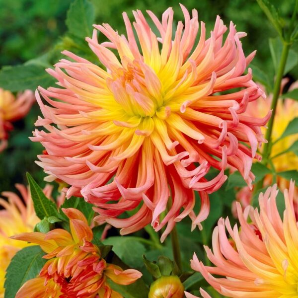 2Pcs Cactus Dahlia Bulbs for Planting Alfred Grille Great Cut Flowers Seeds for Planting Outdoors Dahlia Plants Blooms Summer to Fall - Cactus Plants Live Giant Dahlia Bulbs for Garden