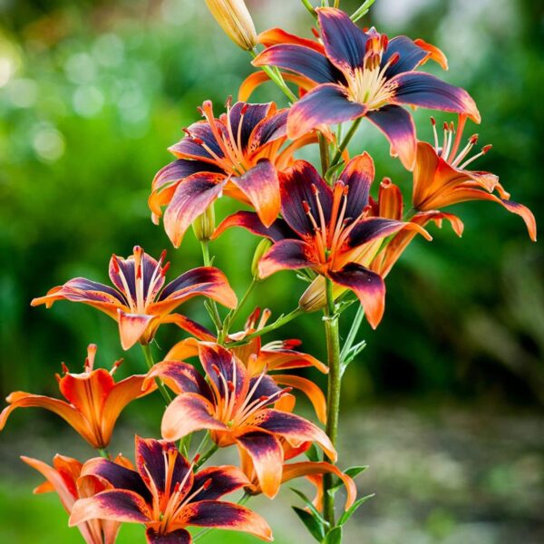 Votaniki Forever Susan Lily Bulbs for Planting - Perennial Long Blooming Lily for Garden Beds, Borders, and Containers | Fast Growing - Low Maninatnace & Easy to Grow