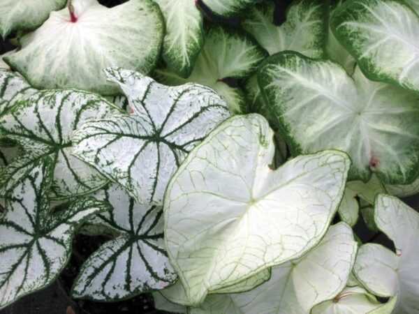 Votaniki Caladium White Blend Bulbs - Colorful & Heart Shaped Leaves, Perennial Caladium | Mix Caladium Bulbs for Planting - Easy to Grow