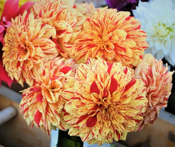 Votaniki Painted Madam Dahlia Bulbs for Planting - Perennial Dahlia, Vibrant Long-Lasting Blooms | Unique and Eye-catching Dahlia Flowering Bulbs