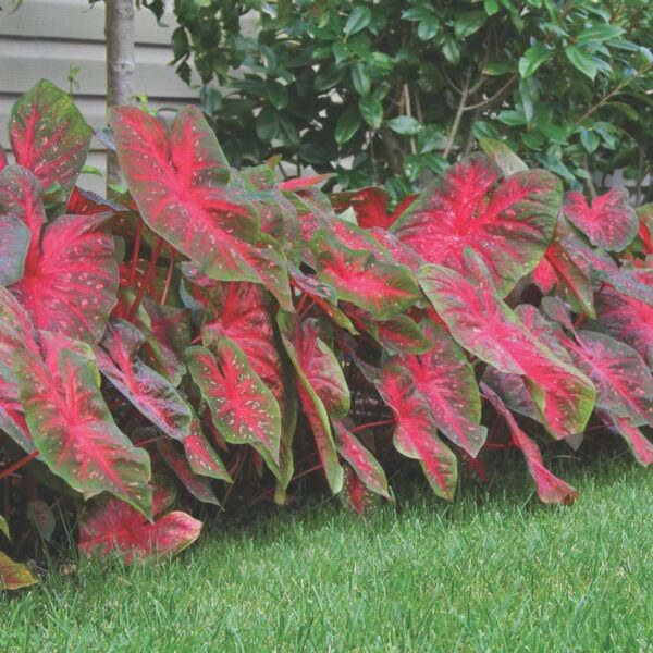 Votaniki Red Flash Caladium - Perennial Plants, Caladium Fancy Red Flash Tubers | All Summer Color, Caladium Tubers - Easy to Grow