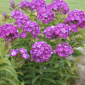 Votaniki Phlox Laura Bare Root - Perennial Phlox Paniculata ‘Laura’ (Garden Phlox) | Star Shaped Flowers, Summer Flowering Phlox - Easy to Grow