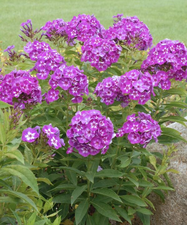 Votaniki Phlox Laura Bare Root - Perennial Phlox Paniculata ‘Laura’ (Garden Phlox) | Star Shaped Flowers, Summer Flowering Phlox - Easy to Grow