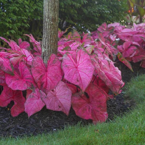 Votaniki Caladium Fancy Fannie Munson - Perennial Caladium, Colorful & Heart Shaped Leaves | Caladium Tubers for Planting - Easy to Grow