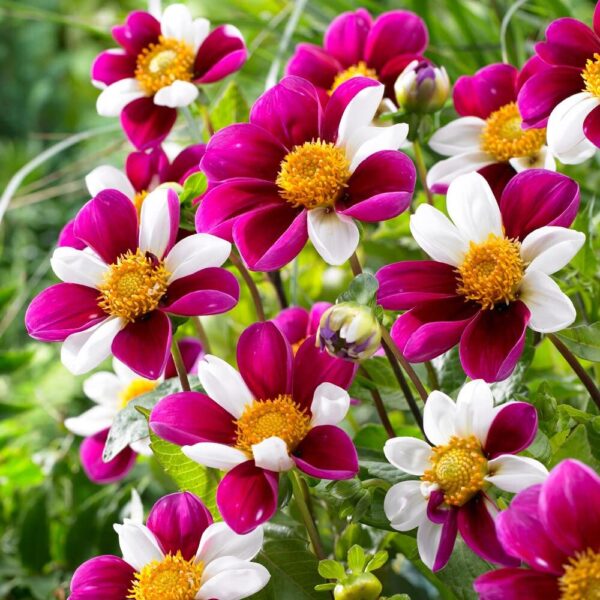 Votaniki Twyning's Smartie Dahlia - Bicolour Dahlia Flower, Long Lasting Blooms | Perennial Dahlia Bulbs for Planting - Easy to Grow, Perfect for Cut