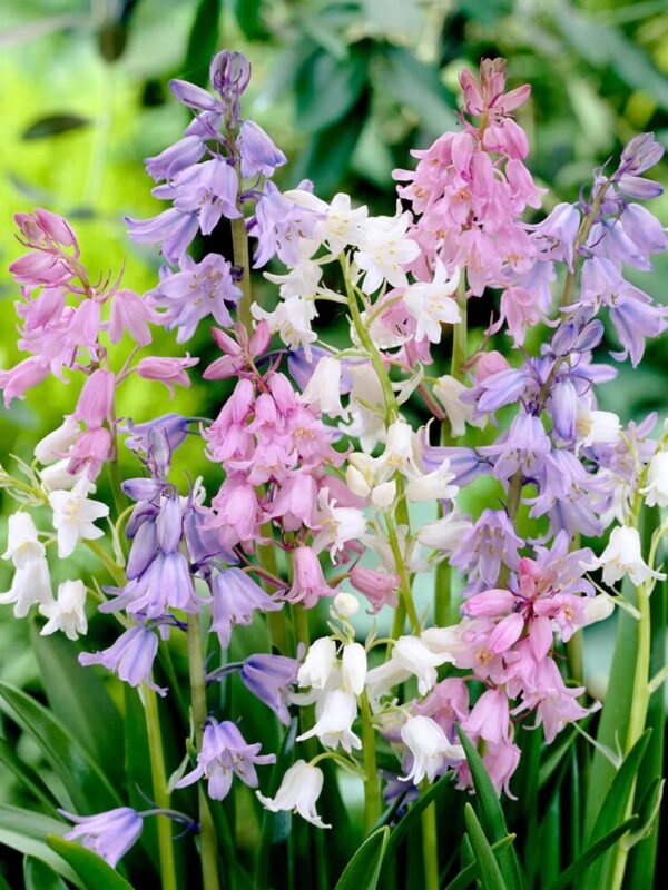 Votaniki Spanish Bluebell Mixture - Perennial Spanish Bluebells (Wood Hyacinth) Bulbs for Planting | Spring Flowering Bulbs, Bell Shaped Flowers - Easy to Grow