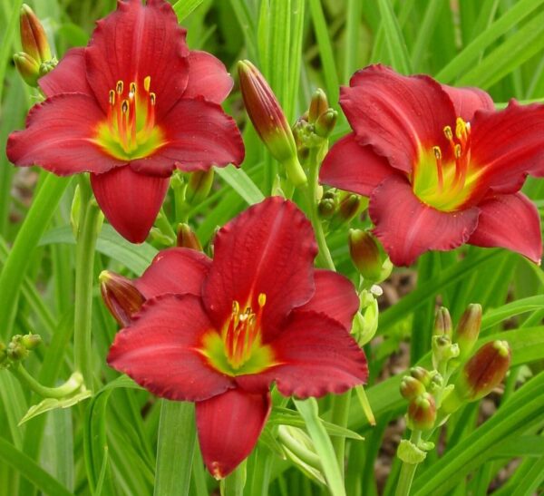 Votaniki Pardon Me Daylily Bulbs - Perennial, Reblooming Daylily, Beautiful Blooms Year After Year - Perfect for Any Garden | Easy to Grow and Low Maintenance Daylily