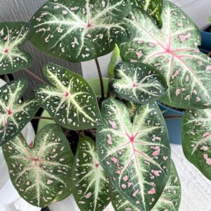 Votaniki Galaxy White Caladium - Brilliant Foliage for Shaded Areas, Caladium Bulbs | Home & Gardening Bulbs, Easy to Grow