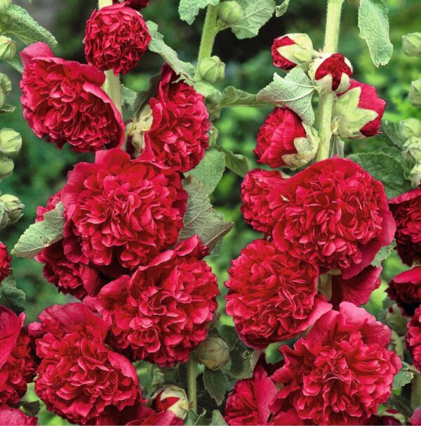 Votaniki Chater's Double Red Hollyhock Rhizome - Long-Lasting, Perennial, Alcea Rosea Chater's Double Flowering Rhizome for Planting - Double-Petaled Blooms | Easy to Grow, Perfect for Cut