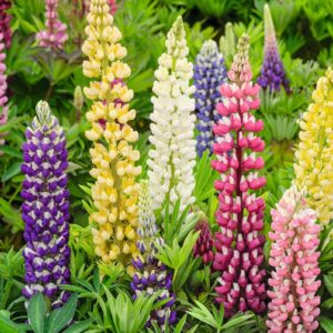 Votaniki Tutti Frutti Lupine Mix Root Starts - Perennial, Hardy, and Long Blooming Lupine Root Start for Planting - Easy to Grow & Low Maintenance Plant