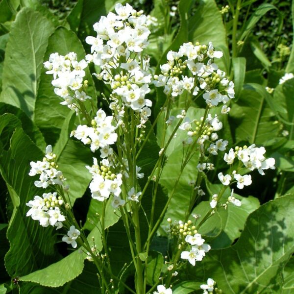 Votaniki Horseradish Marliner Kren Root for Planting - Hardy & Perennial, Huge Yields, Large White Horseradish (Armoracia Rusticana), Large Root - Easy to Grow