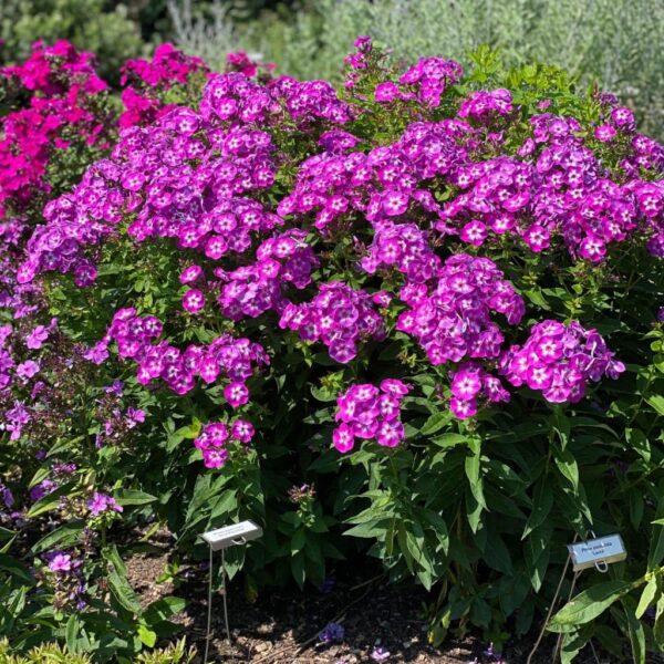 Votaniki Phlox Laura Bare Root - Perennial Phlox Paniculata ‘Laura’ (Garden Phlox) | Star Shaped Flowers, Summer Flowering Phlox - Easy to Grow