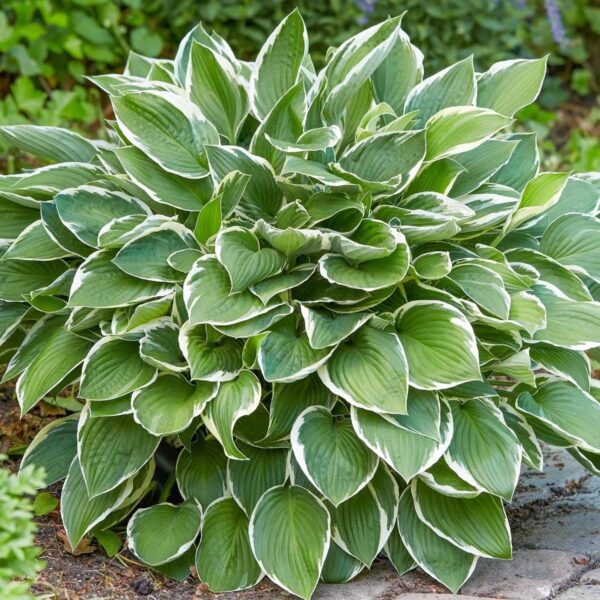 Votaniki Francee Hosta Bare Root - Perennial Plant, Heart Shaped Leaves (Hosta x 'Francee') | Great Hardy Shade Plants, Easy to Grow