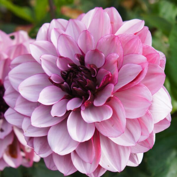 Votaniki Creme De Cassis Dahlia Tuber Clumps - Perennial, Spectacular Flower, Creme De Cassis Flowering Dahlia Tuber - Perfect Addition for Garden